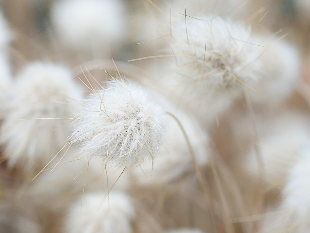 grass1020457