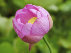 flower1030041 