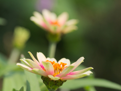 flower1030207