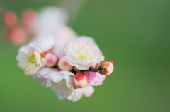 flower6394