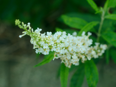 flower1030238