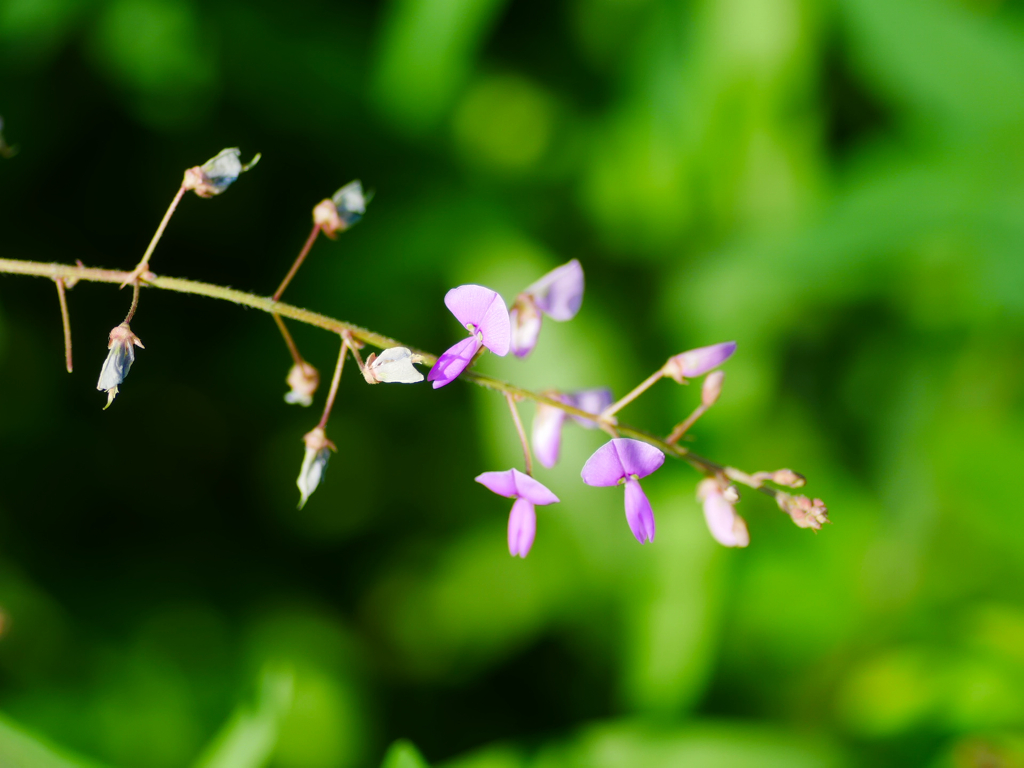 flower1030848