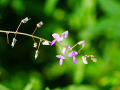 flower1030848