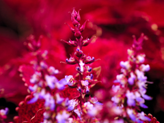 flower1020969