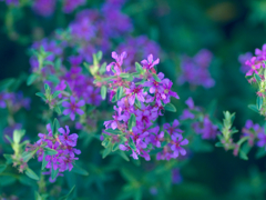 flower1030544