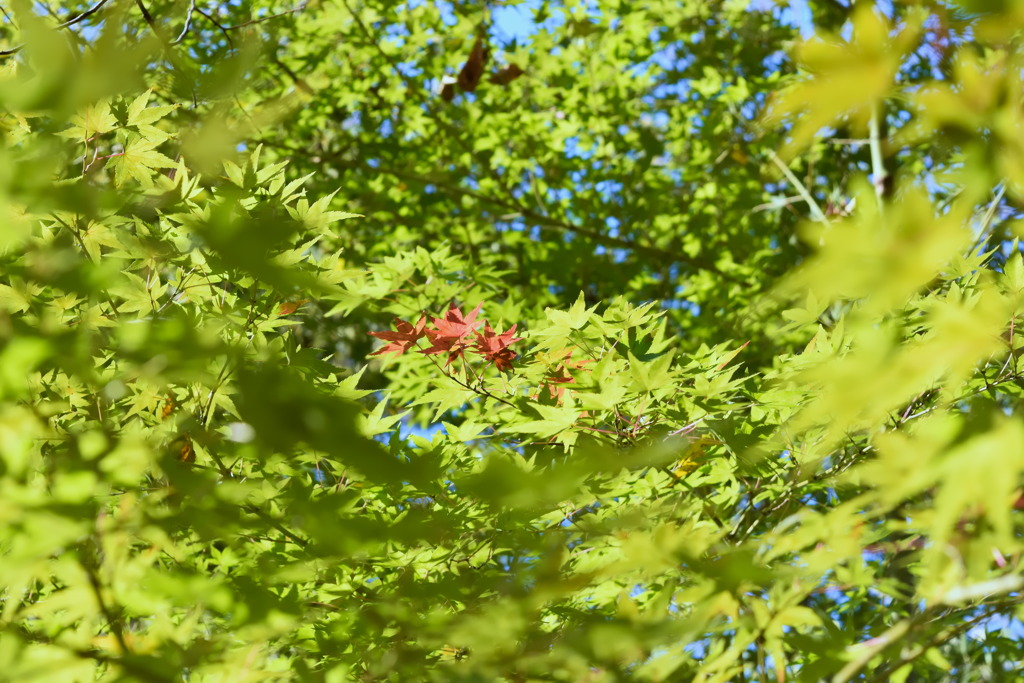 leaves0096
