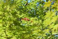 leaves0096
