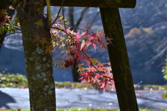 leaves0062