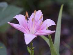flower1020480