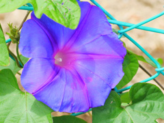 flower1020463