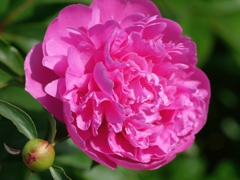 flower1010805