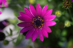 flower06088