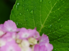 flower1020419