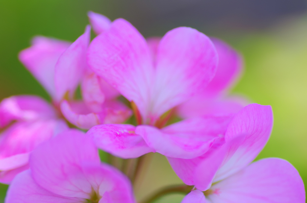 flower7050