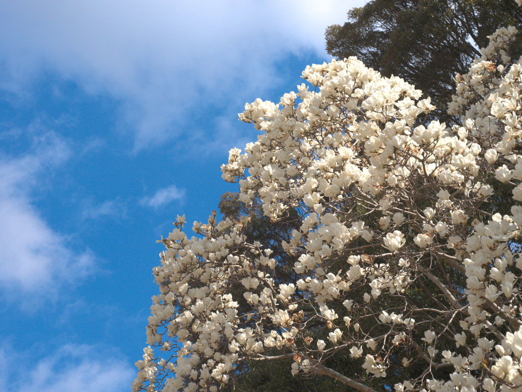 flower1000744