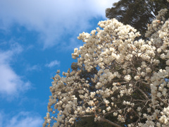 flower1000744