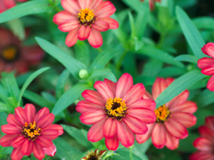 flower1030363