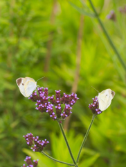 flower1020552