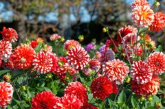 flower06599
