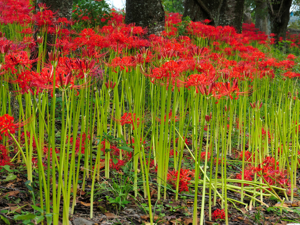 flower1001696