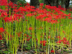 flower1001696
