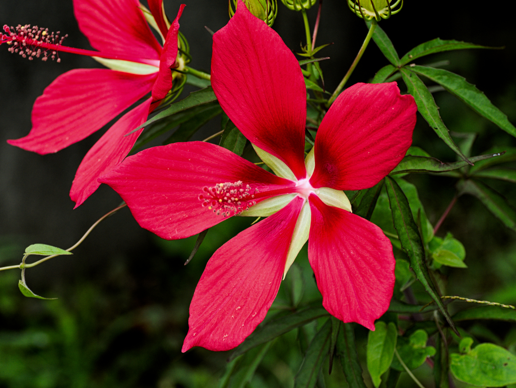 flower1030157