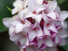 flower1000316