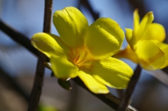 flower6855