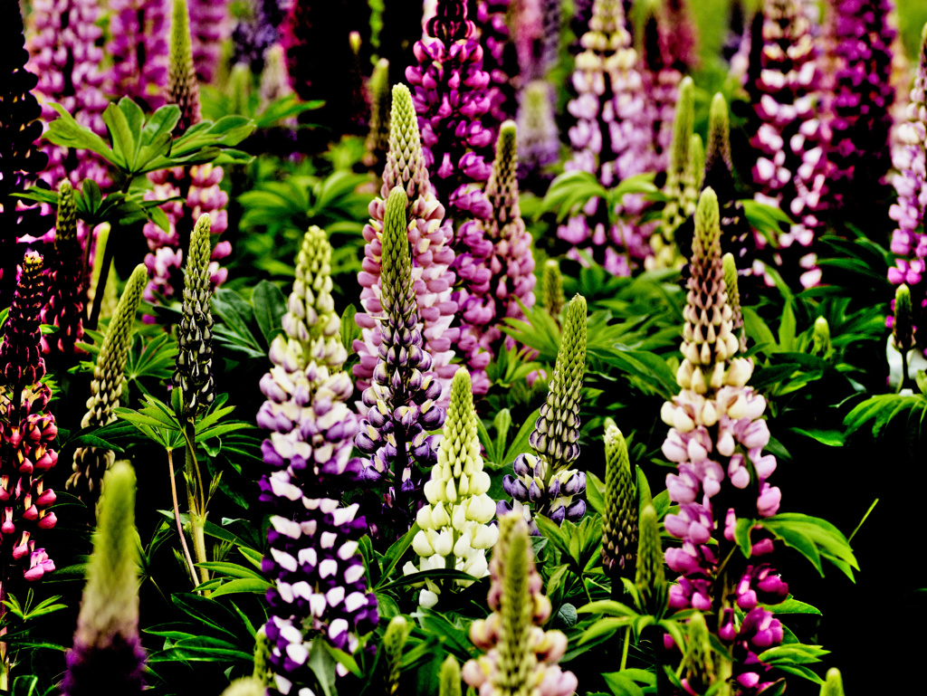 flower1010481