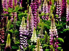 flower1010481