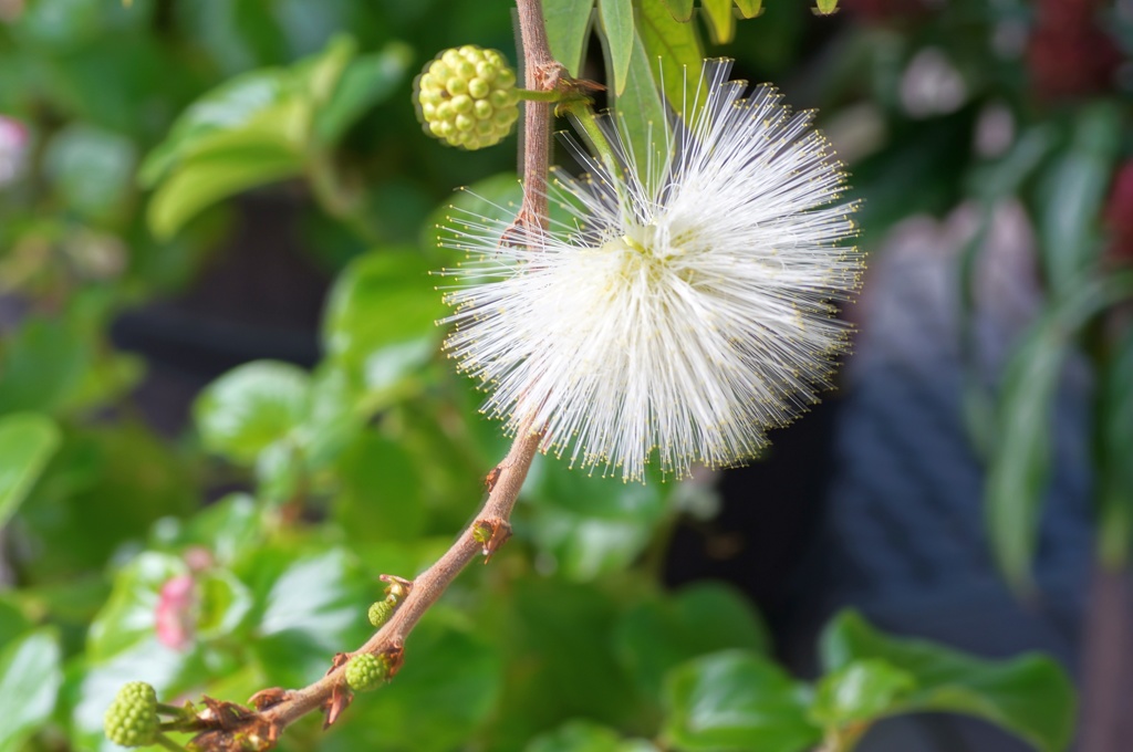 plant06435