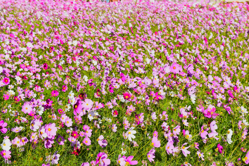 flower0015