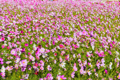 flower0015