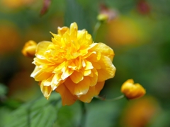 flower1010374