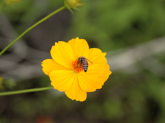 flower1030093