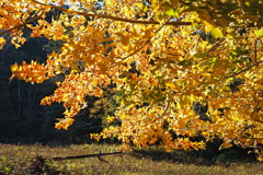 tree7831