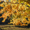 tree7831