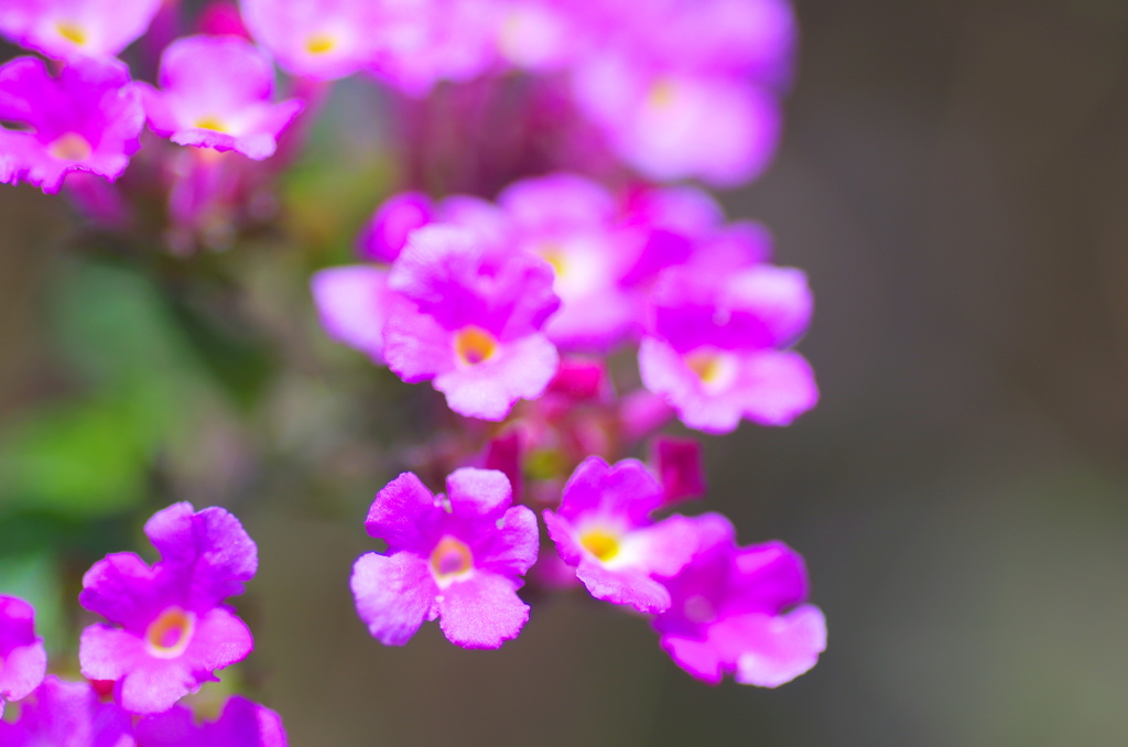 flower7042