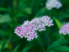 flower1030306