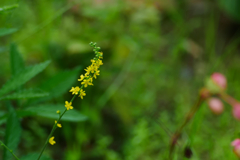 flower1030881
