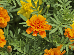 flower1030288