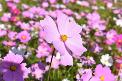 flower0021