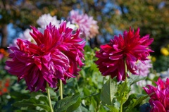 flower06575