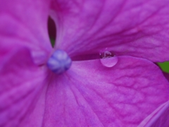 flower1020422