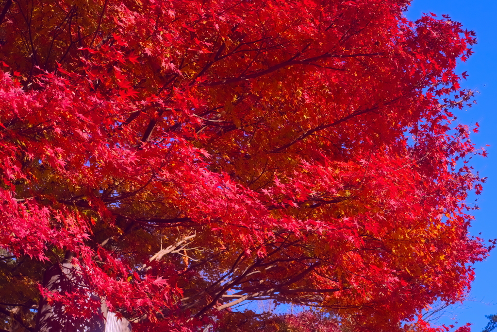 tree0167