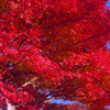 tree0167