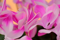 flower7932