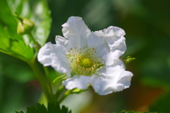 flower6968