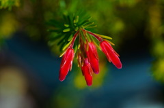 flower6902