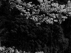 flower1004121